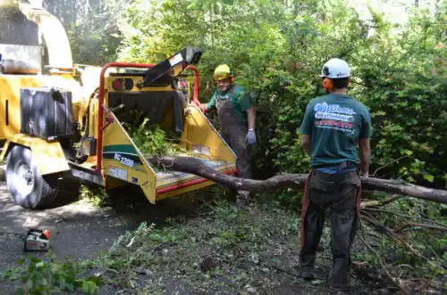 tree services Meadow Woods